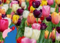 Tulpen giftig für Kinder & Babys?