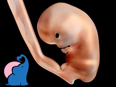 Ist Gewicht und Groebee des Foetus Embryo abhaengig vom Koerpergewicht der Mutter